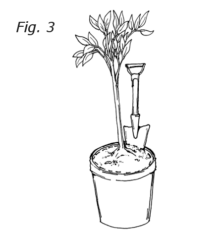 450x470 Tree Planting Guide - Planting Trees Drawing