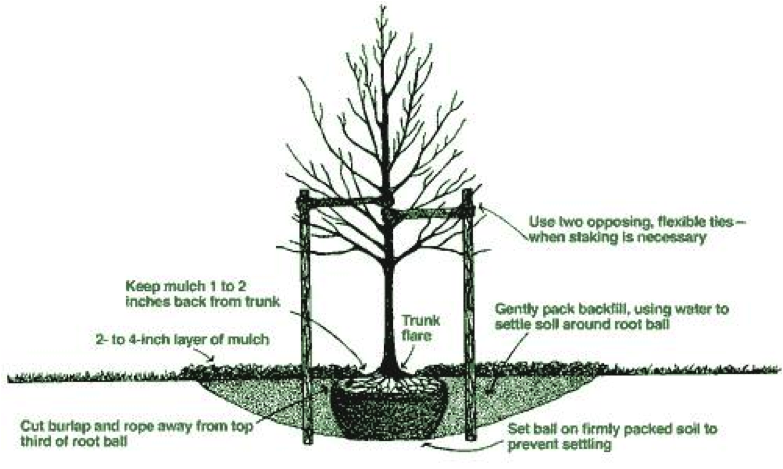 783x469 Tree Selection And Planting In Your Home Garden Longwood Gardens - Planting Trees Drawing