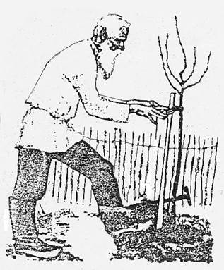 317x383 why old men plant trees ross howell jr author - Planting Trees Drawing