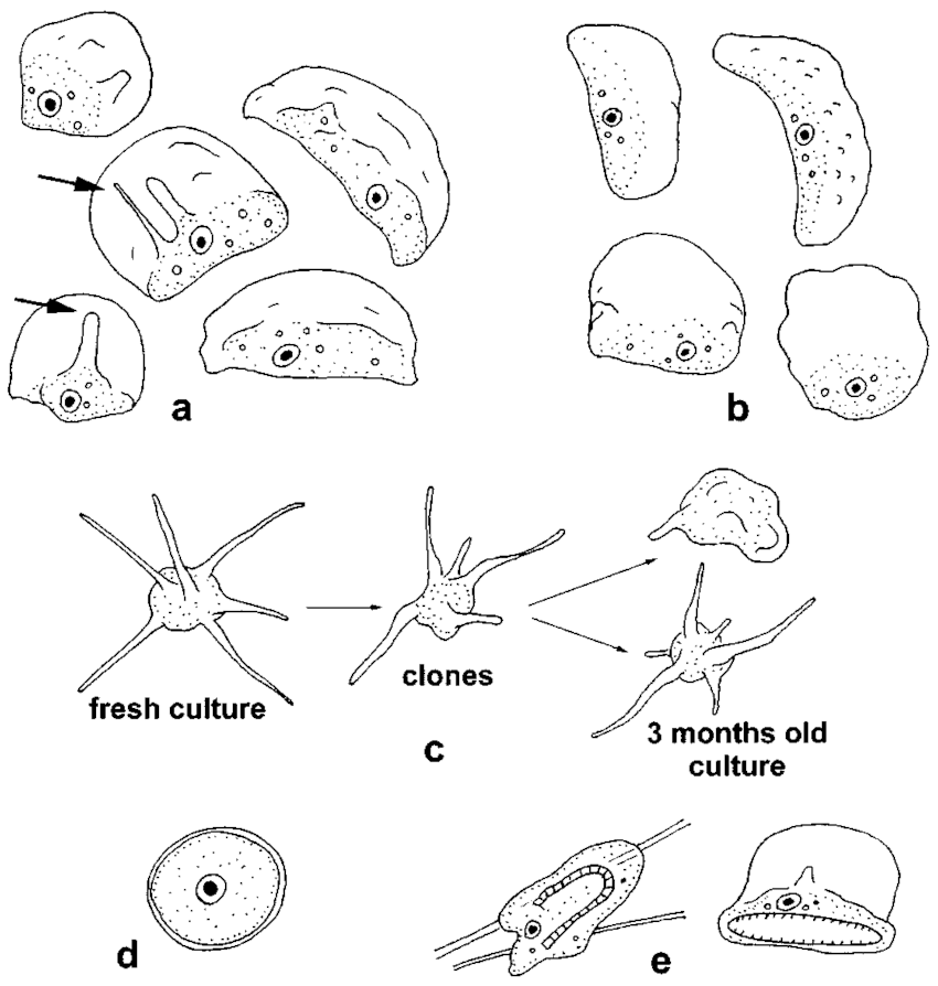 850x894 Vannella Ebro - Plastic Drawings