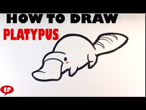 480x360 how to draw a platypus - Platypus Drawing