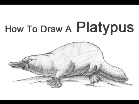 480x360 how to draw a platypus - Platypus Drawing
