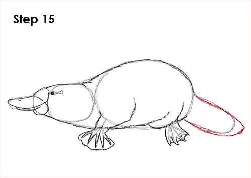 500x355 how to draw a platypus - Platypus Drawing