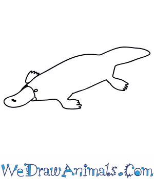 300x350 how to draw a platypus - Platypus Drawing