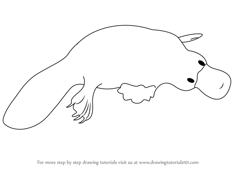 800x566 learn how to draw a platypus - Platypus Drawing
