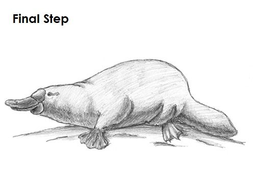 500x355 platypus drawing last drawing platypus, drawings, animal sketches - Platypus Drawing