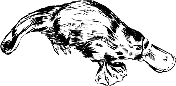 600x295 platypus free vector in open office drawing - Platypus Drawing