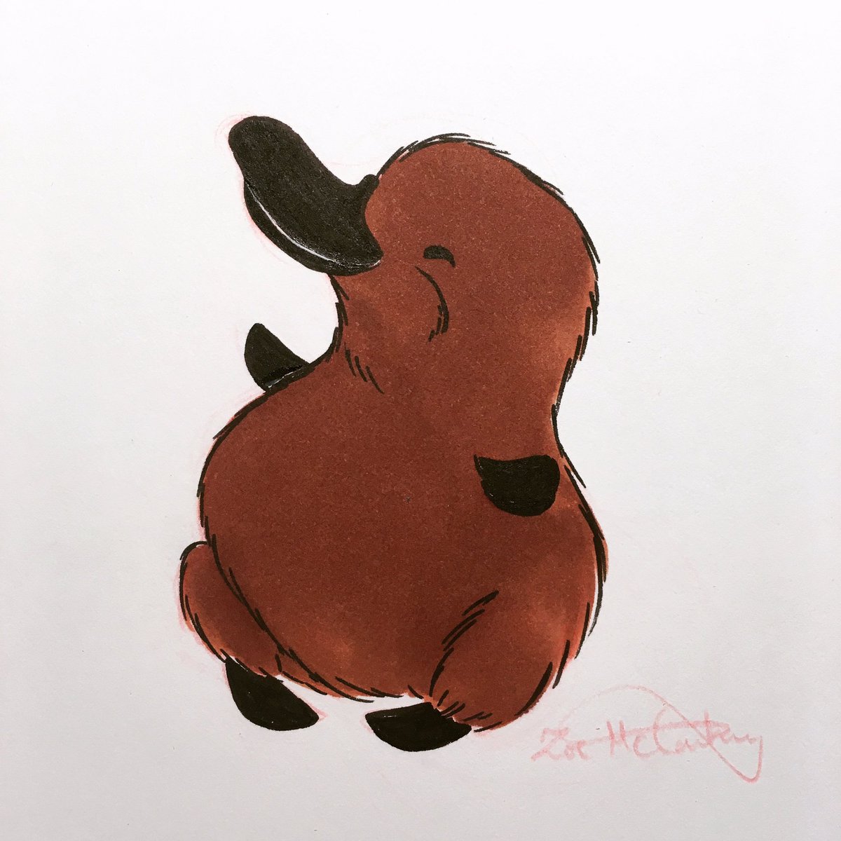 1200x1200 Zoe Mccartney On Twitter A Cute Happy Little Platypus! - Platypus Drawing