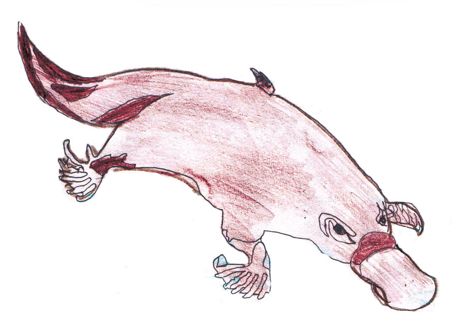 900x641 draw a platypus! bazoof! magazine - Platypus Drawing