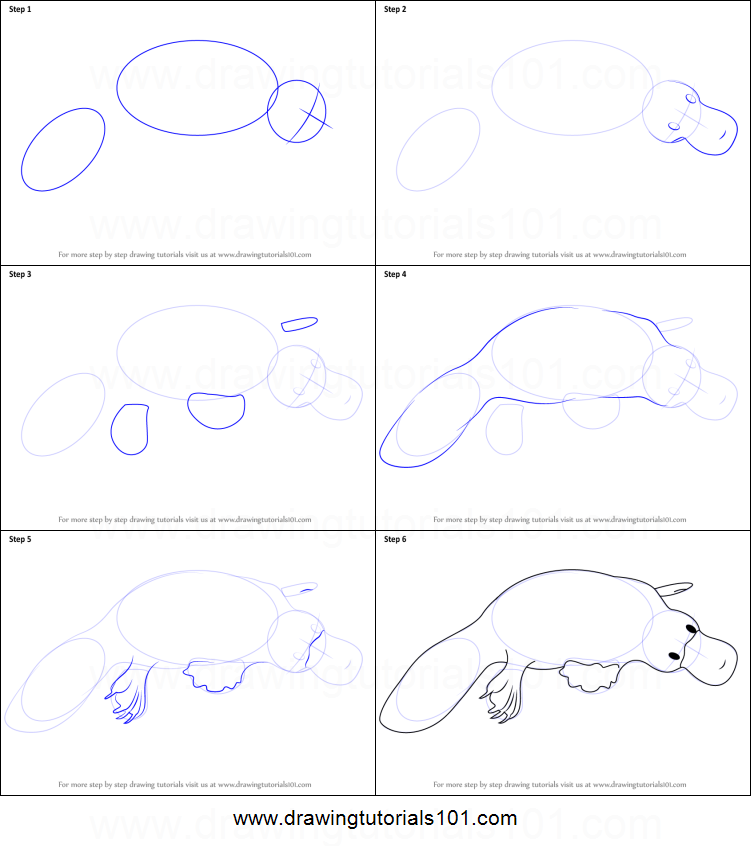 751x846 How To Draw A Platypus Printable Step - Platypus Drawing Step Step