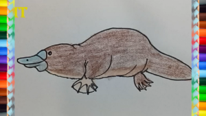 300x169 How To Draw A Platypus Step - Platypus Drawing Step Step