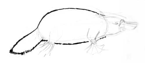 499x217 How To Draw A Platypus - Platypus Drawing Step Step
