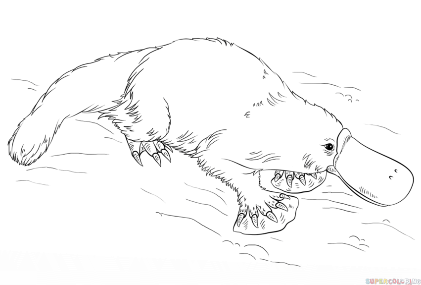 851x575 How To Draw A Platypus Step - Platypus Drawing Step Step