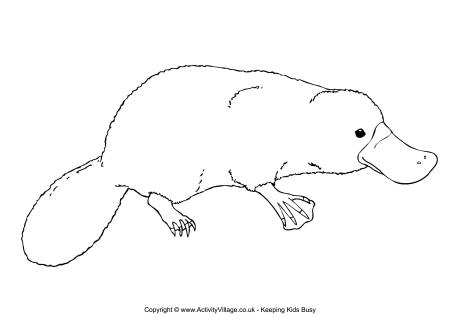 460x325 Platypuses - Platypus Drawing Step Step