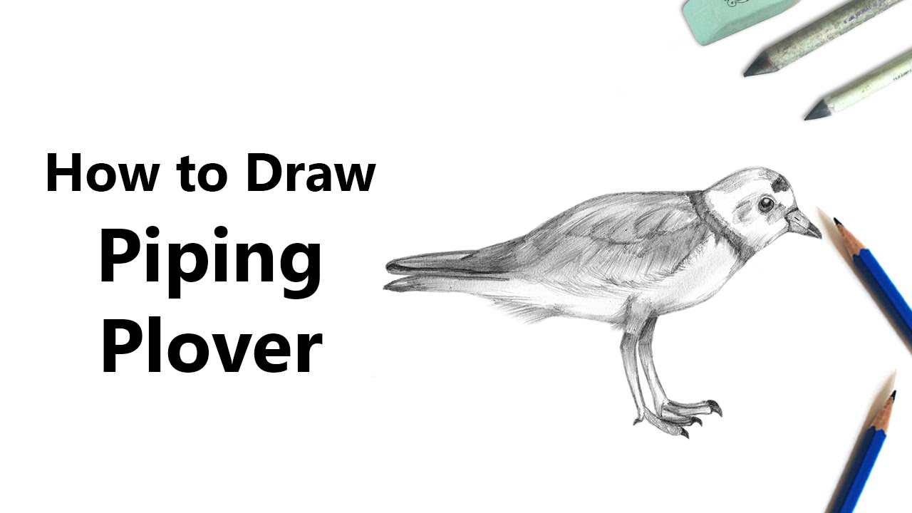 1280x720 How To Draw A Piping Plover With Pencils - Plover Drawing