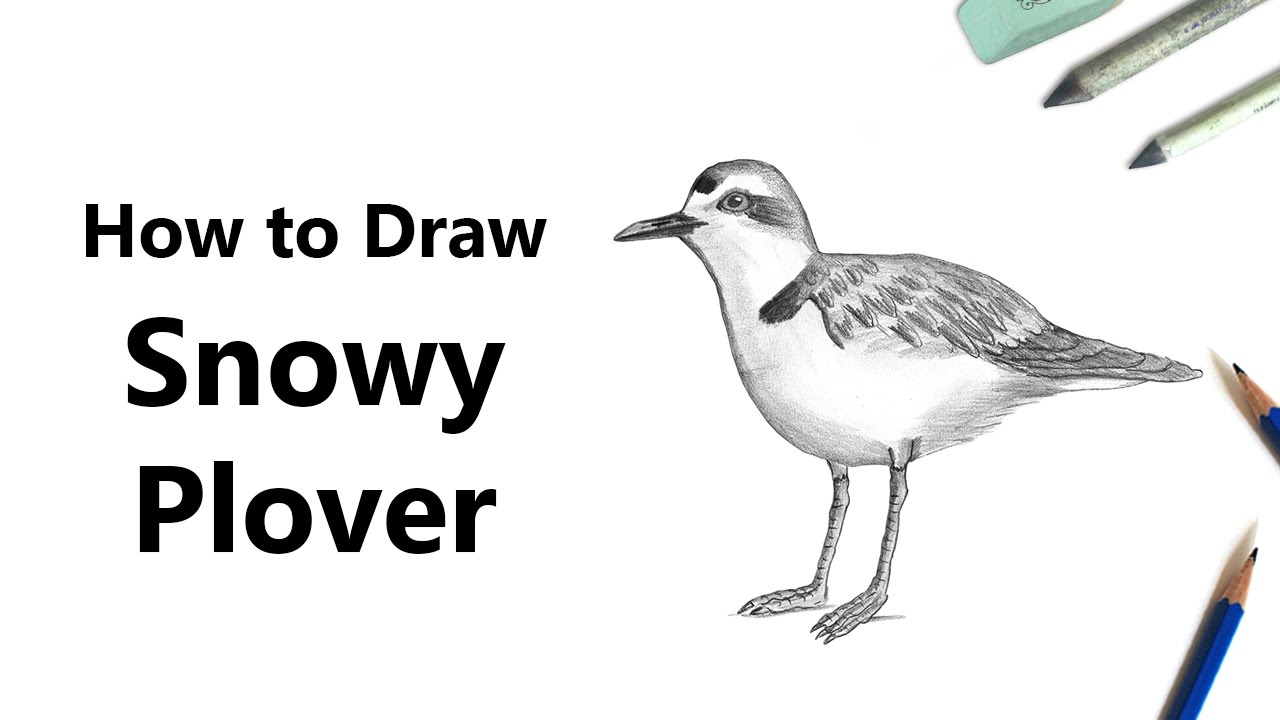 1280x720 How To Draw A Snowy Plover With Pencils - Plover Drawing