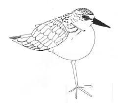 241x209 Image Result For Line Drawings Of Piping Plovers Birdsrocks - Plover Drawing