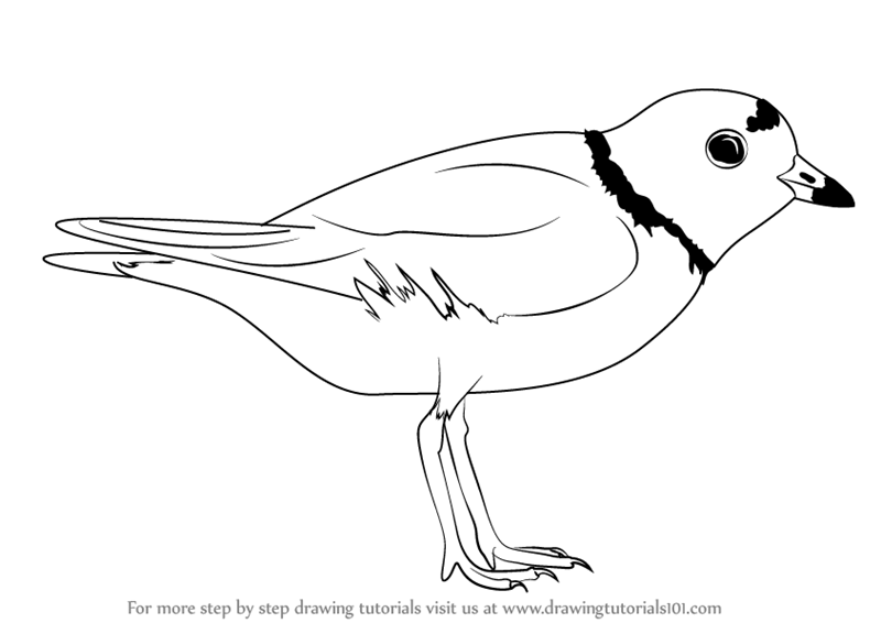 800x566 Learn How To Draw A Piping Plover - Plover Drawing