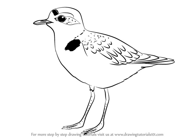 800x566 Learn How To Draw A Snowy Plover - Plover Drawing