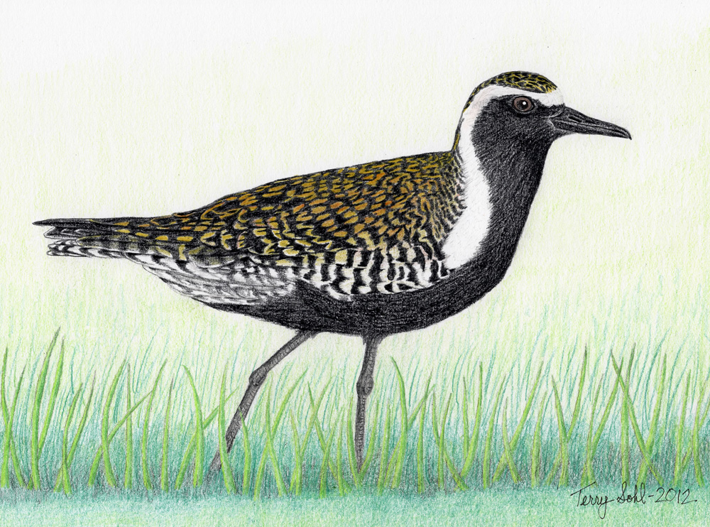 1000x742 Pacific Golden Plover - Plover Drawing