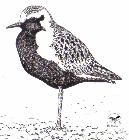 524x566 Pacific Golden Plover Drawing - Plover Drawing