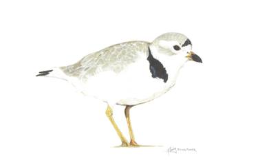 375x243 Piping Plover - Plover Drawing
