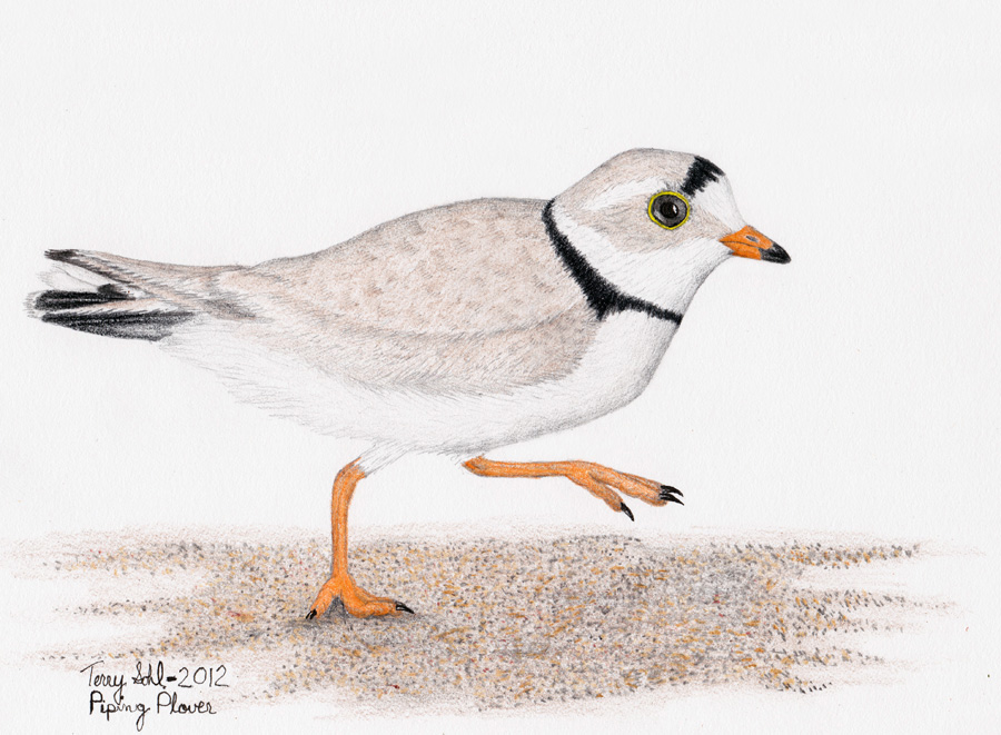 900x661 Piping Plover - Plover Drawing