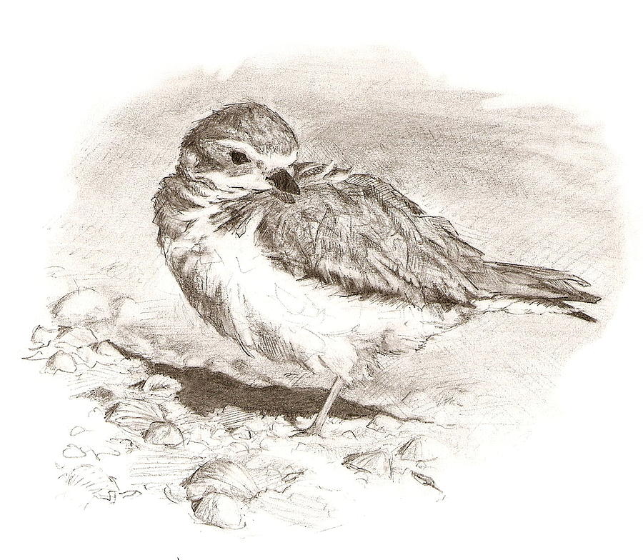900x784 Piping Plover Drawing - Plover Drawing