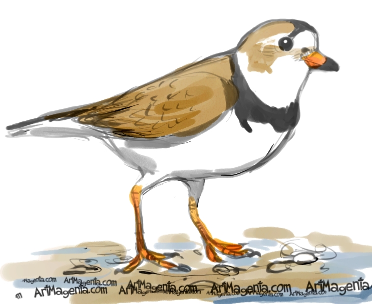 743x609 Plover Drawing, Pencil, Sketch, Colorful, Realistic Art Images - Plover Drawing
