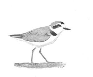 300x248 Snowy Plover October Shorebird Of The Month - Plover Drawing