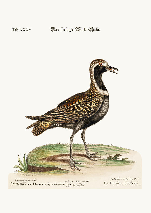 636x900 The Spotted Plover Drawing - Plover Drawing