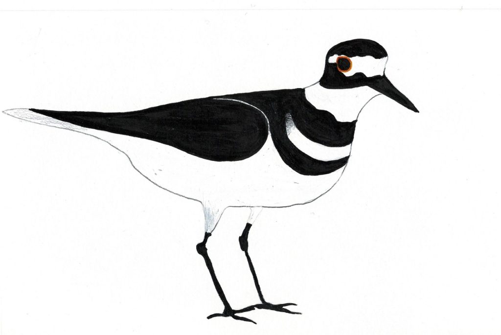 1024x685 Drawing Archives - Plover Drawing