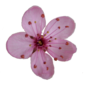 300x300 plum blossom free images - Plum Blossom Drawing