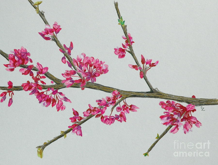 Plum Blossom Drawing at Explore collection of Plum