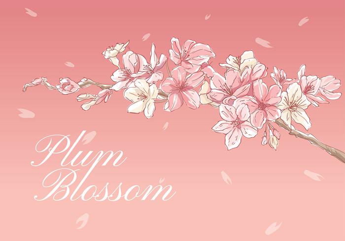 700x490 plum blossom hand drawing vector - Plum Blossom Drawing