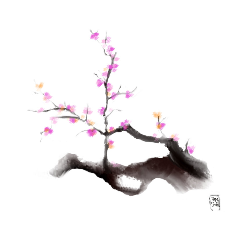 800x800 plum blossoms a plants speedpaint drawing - Plum Blossom Drawing
