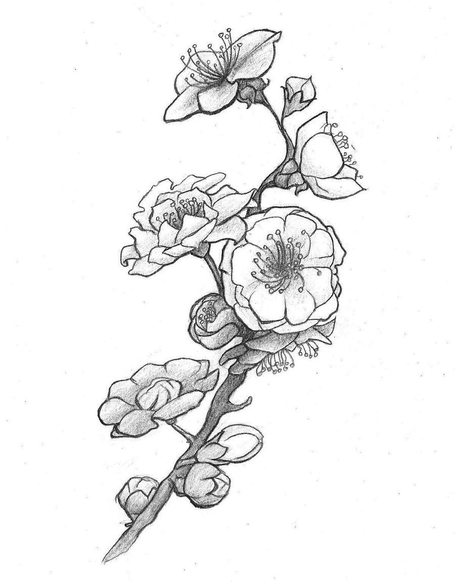 900x1150 plum blossom - Plum Blossom Drawing
