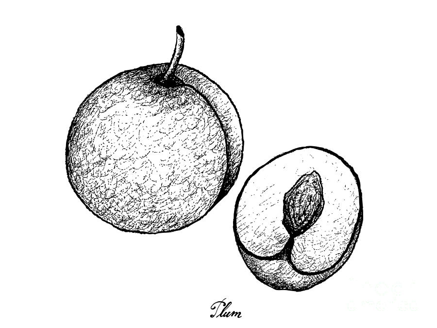 900x675 hand drawn of fresh plum on white background drawing - Plum Drawing