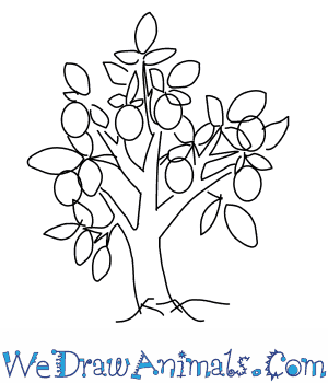 300x350 how to draw a plum tree - Plum Drawing