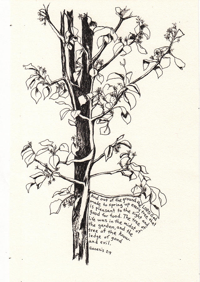 638x900 ornamental plum drawing - Plum Drawing