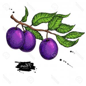 300x300 plum drawing set hand drawn fruit branch vector sohadacouri - Plum Drawing
