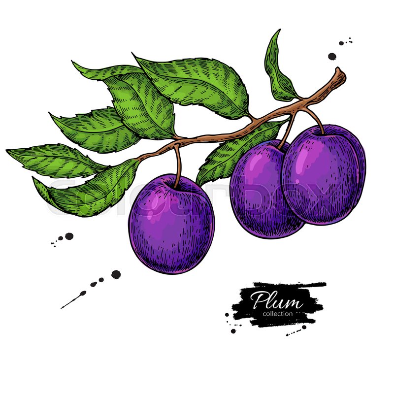 800x800 plum branch vector drawing hand drawn stock vector colourbox - Plum Drawing