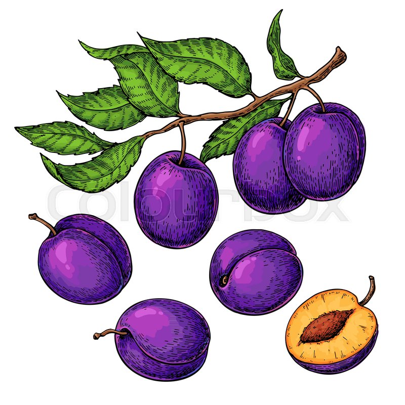 Plum Drawing at Explore collection of Plum Drawing