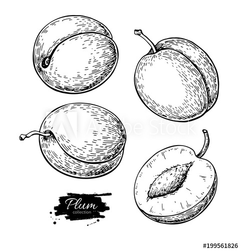 481x500 plum vector drawing set hand drawn fruit and sliced pieces su - Plum Drawing
