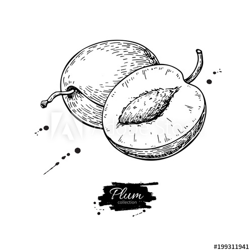 500x500 plum vector drawing hand drawn fruit and sliced pieces summer - Plum Drawing