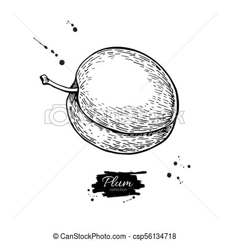 450x470 plum vector drawing hand drawn isolated fruit summer food - Plum Drawing