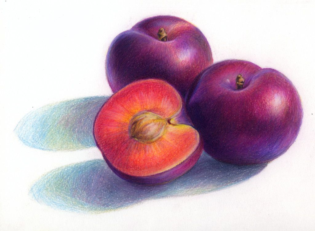 1024x751 Plums Lauren Yurkovich Craft Ideas - Plum Drawing