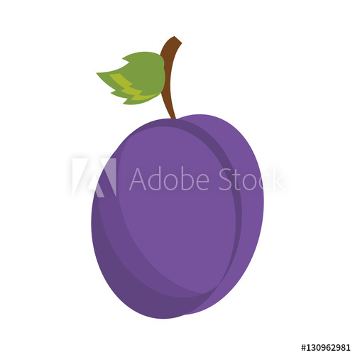 500x500 drawing plum organic fruit vector illustration - Plum Drawing