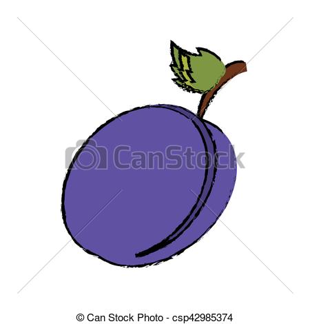 450x470 drawing plum organic fruit vector illustration - Plum Drawing