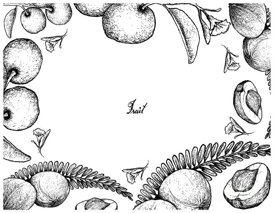 900x700 hand drawn frame of indian gooseberry and tallow plum drawing - Plum Drawing